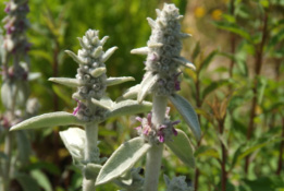 Stachys byzantina Ezelsoor bestellen